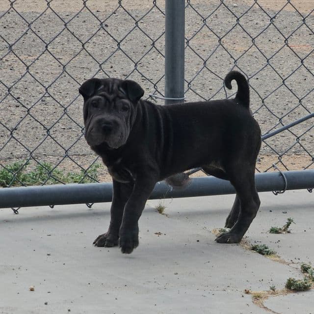 Bonnie - Miniature Shar-Pei Female