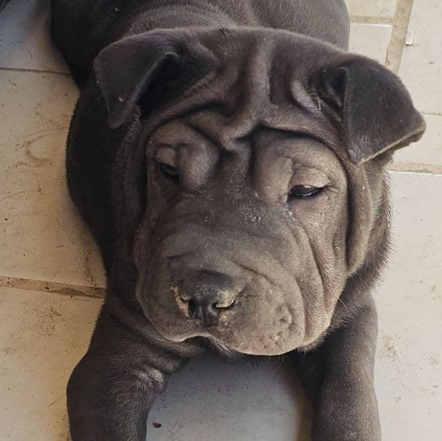 Bitty - Miniature Shar-Pei Female