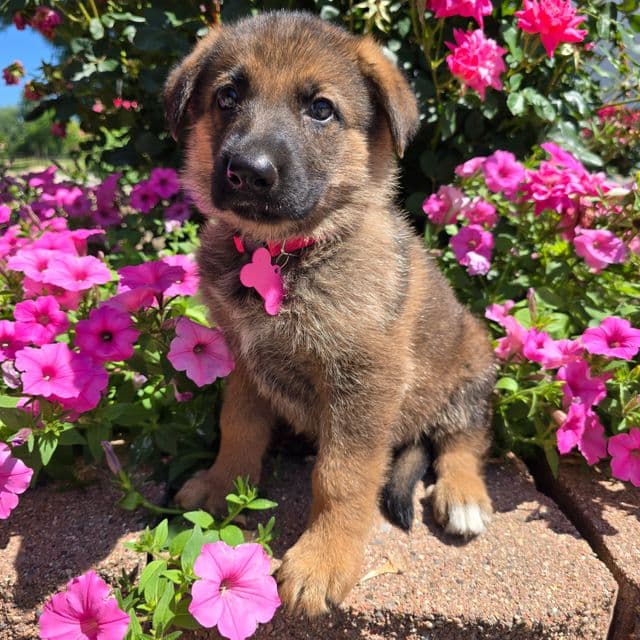 Sugar - German Shepherd Dog Female