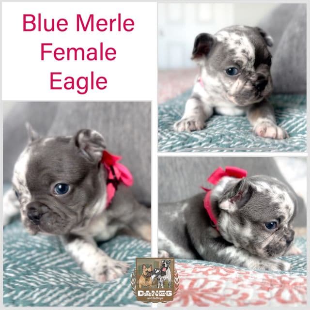 Eagle Blue Merle - French Bulldog Female