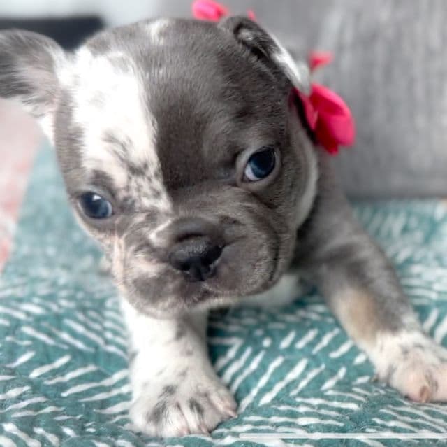 Eagle Blue Merle - French Bulldog Female