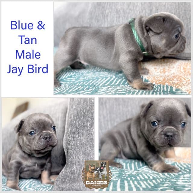Jay Bird Blue & Tan  - French Bulldog Male