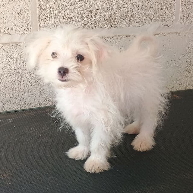 Leah - Maltese Female