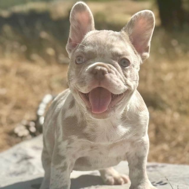 Zaharah - French Bulldog Female