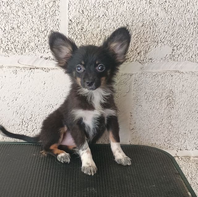 Llyod - Pomchi Male