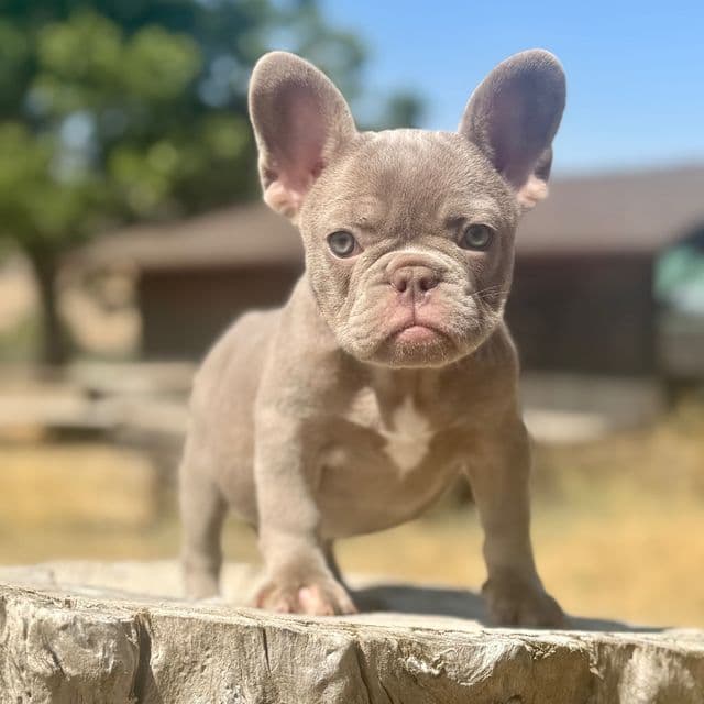 Dubai - French Bulldog Female