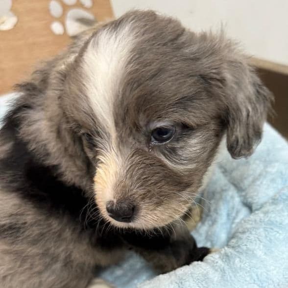 Leo - Aussiedoodle Male