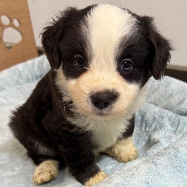 Logan - Aussiedoodle Male