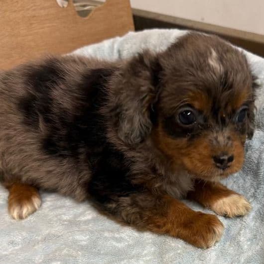 Landon - Aussiedoodle Male