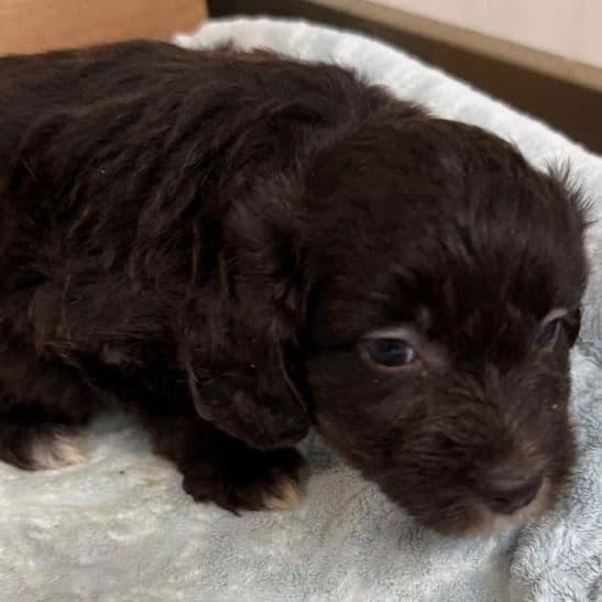 Lex - Aussiedoodle Male