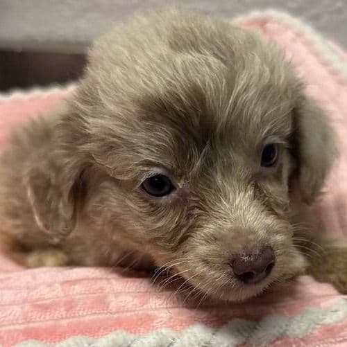 Lena - Aussiedoodle Female