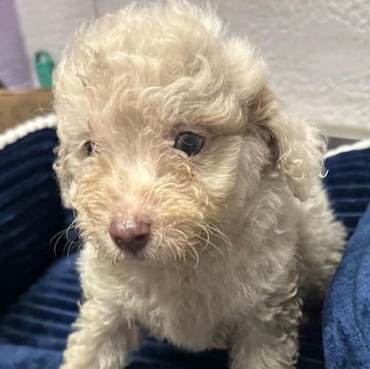 Lincoln - Aussiedoodle Male