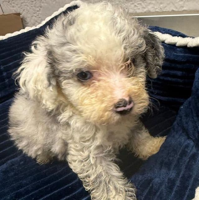 Lester - Aussiedoodle Male