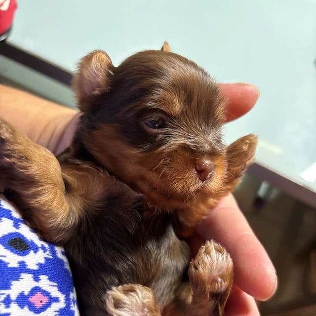 Chocolate Traditional - Yorkshire Terrier Male