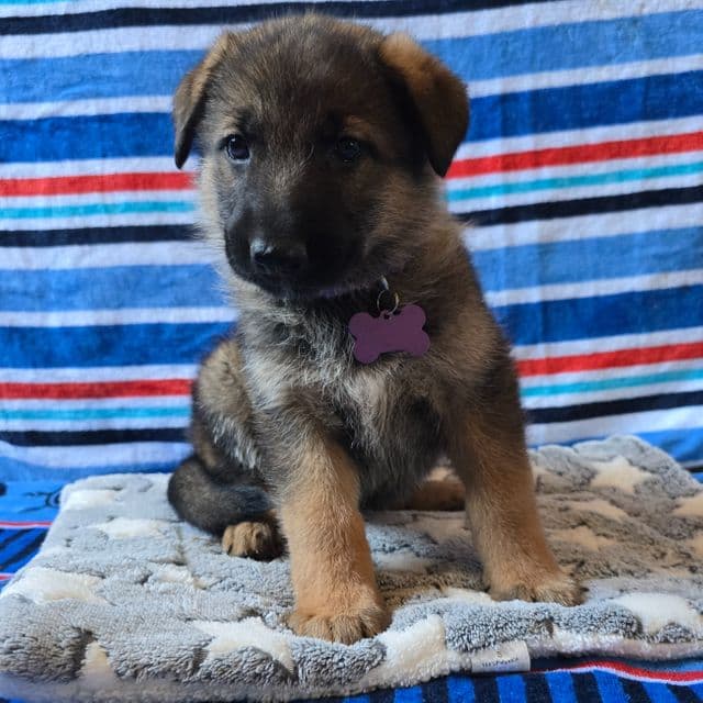Beauty - German Shepherd Dog Female
