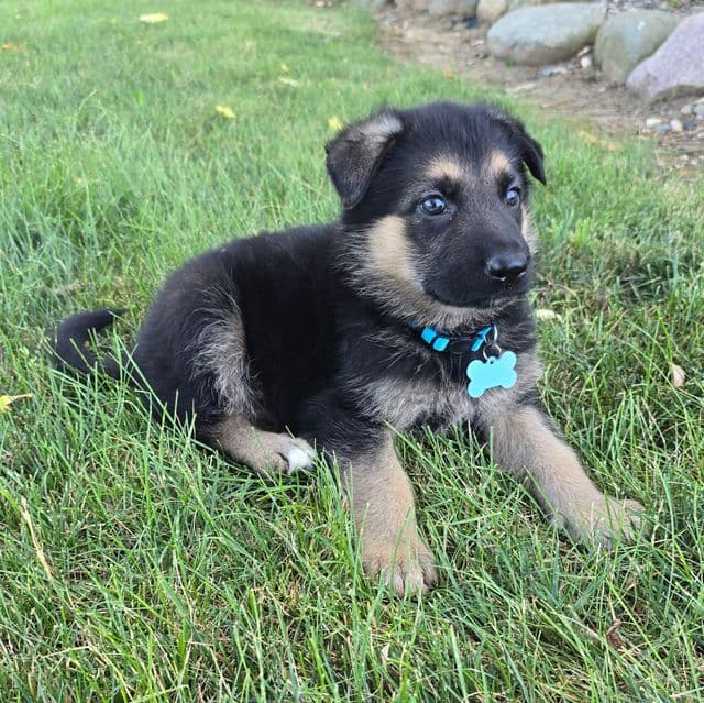 Simba - German Shepherd Dog Male