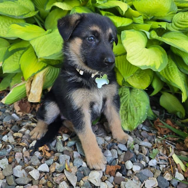 Honey Bee - German Shepherd Dog Female