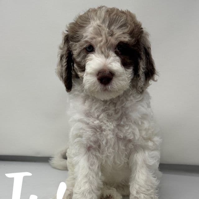 Iris - Labradoodle Female