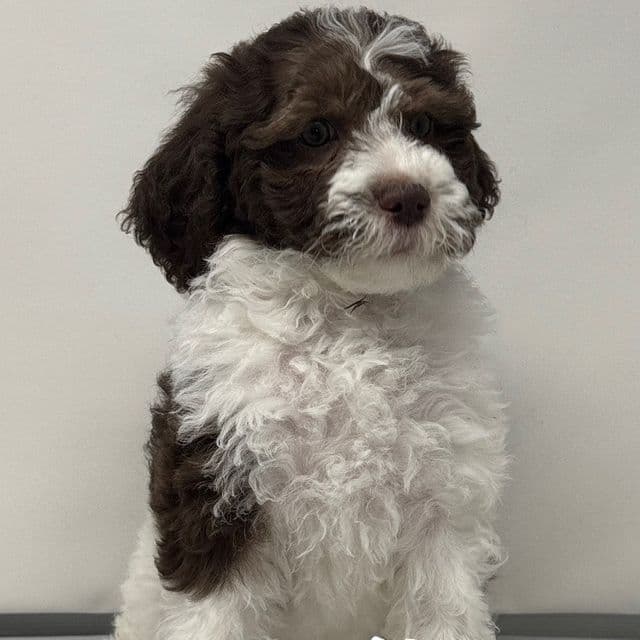 Clover - Labradoodle Female