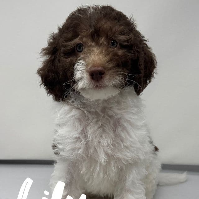 Lilly - Labradoodle Female