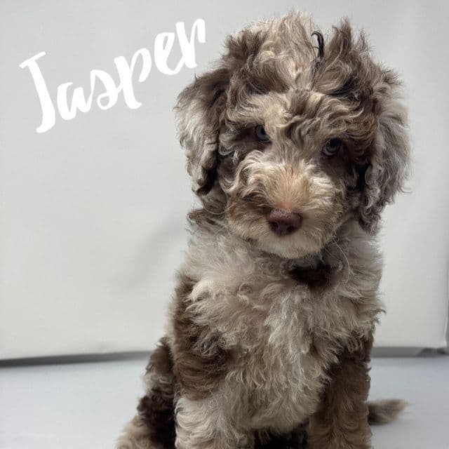 Jasper - Labradoodle Male