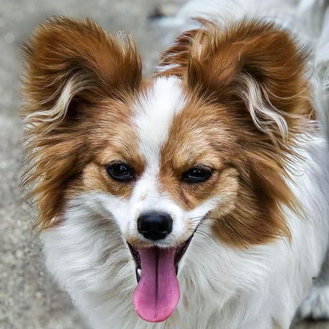 Bailey  - Papillon Female