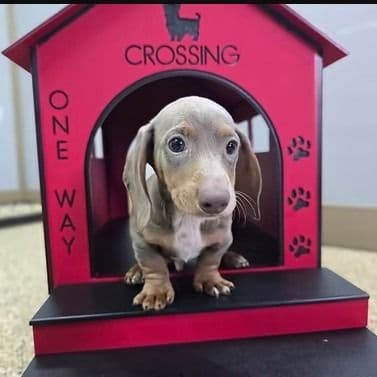 Hank - Dachshund Male