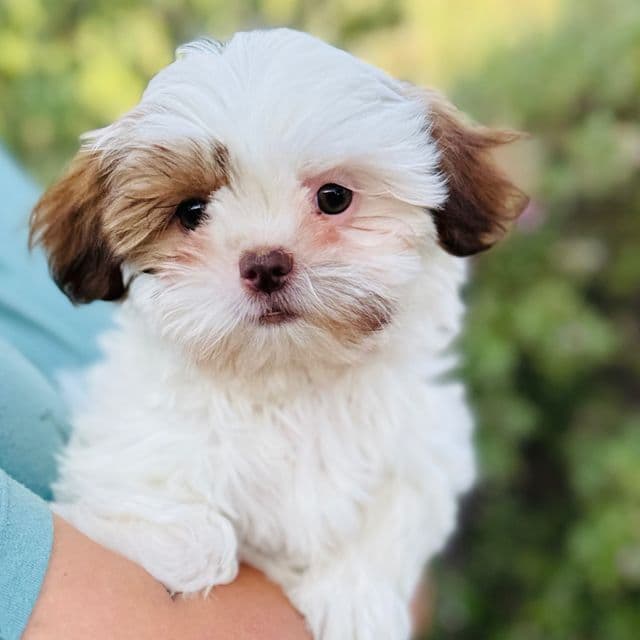 Daphne - Shih Tzu Female