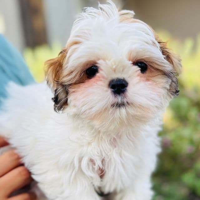 Bella - Shih Tzu Female