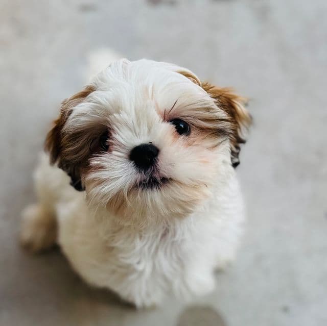 Bella - Shih Tzu Female