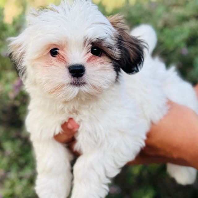 Ester - Shih Tzu Female