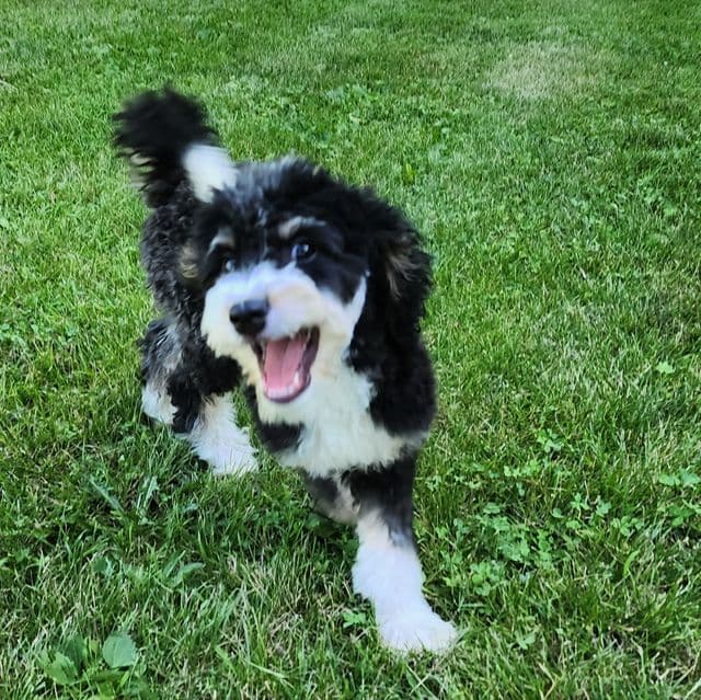 Smuge - Bernedoodle Male