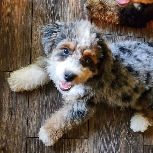 Wade - Bernedoodle Male
