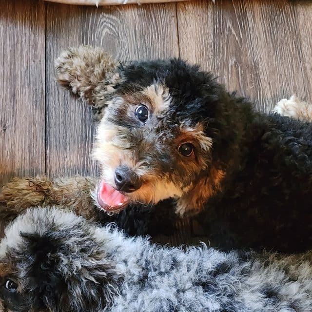 Tucker - Bernedoodle Male