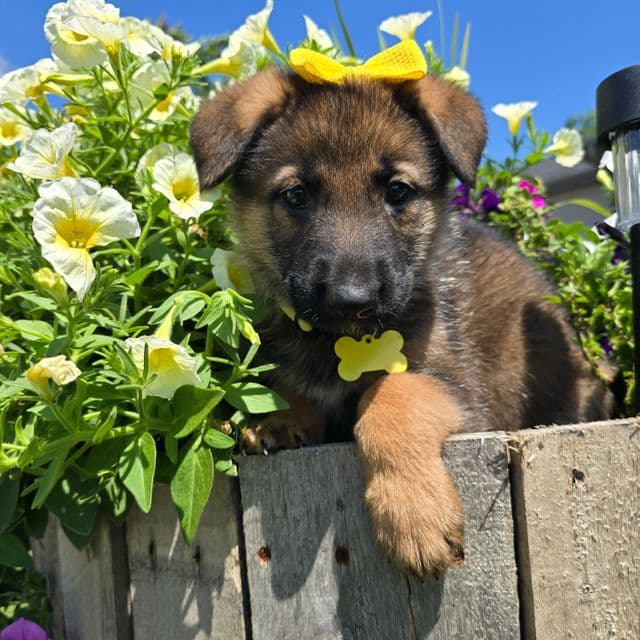 Sunshine - German Shepherd Dog Female