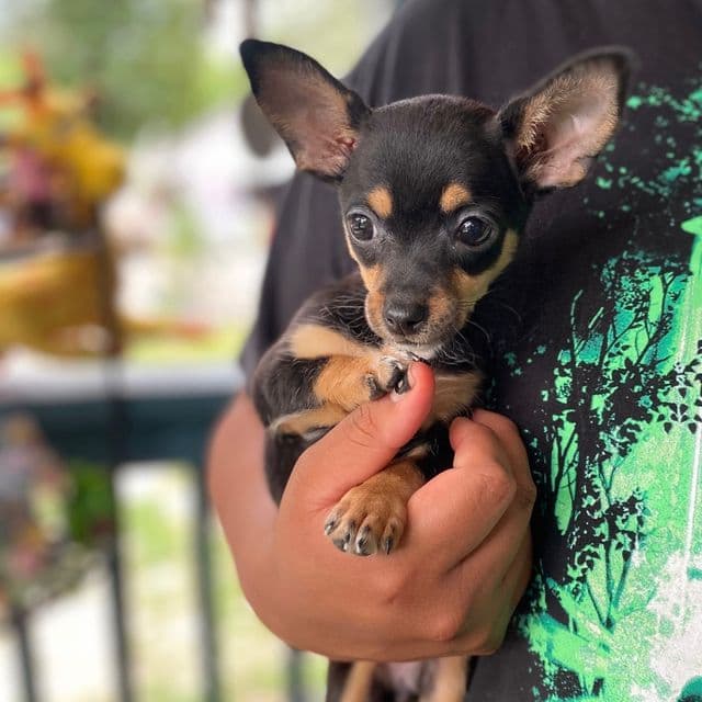 Kiara - Chihuahua Female