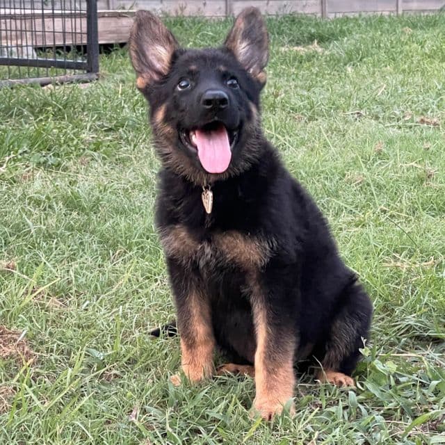 Cleo - German Shepherd Dog Female