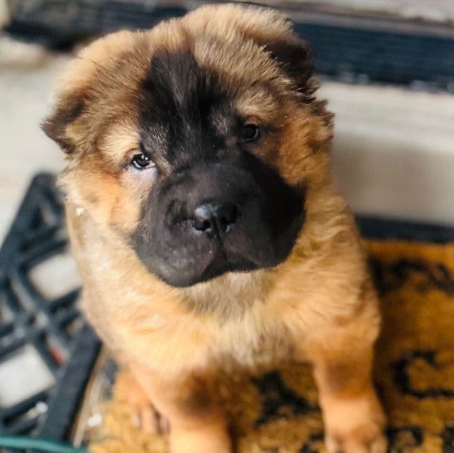 Sophie - Miniature Shar-Pei Female