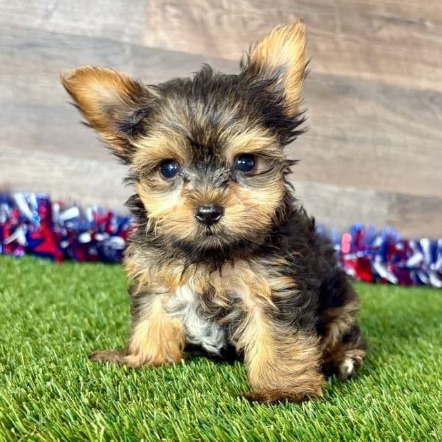 Ruby - Yorkshire Terrier Female