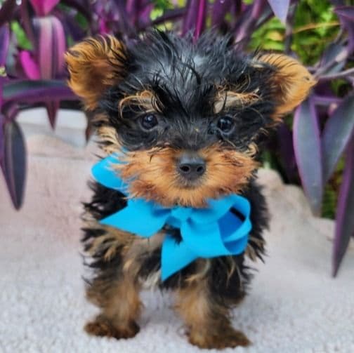Tiny Teacup Timmy - Yorkshire Terrier Male
