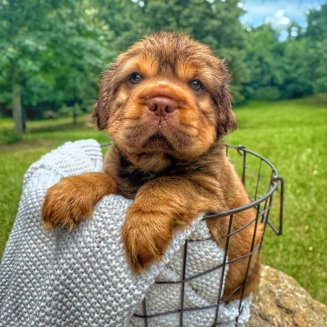 Theodore - Mini Hippo Dog (Cocker-Pei) Male