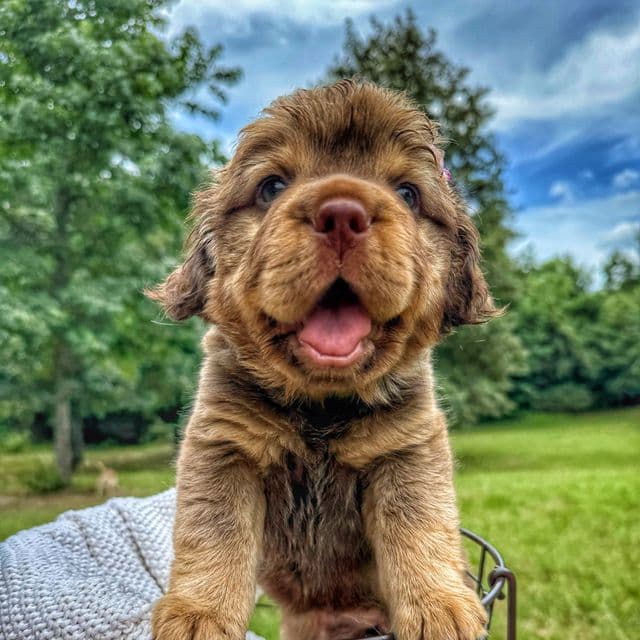 Maeve - Mini Hippo Dog (Cocker-Pei) Female
