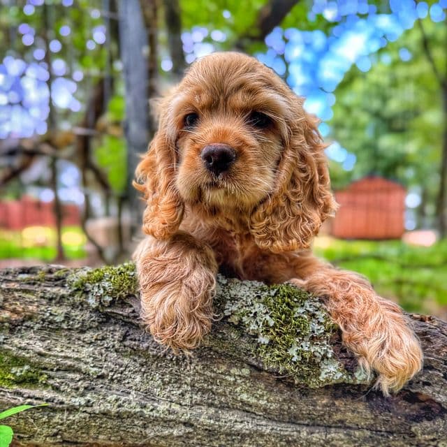 Birdie - Cocker Spaniel Female