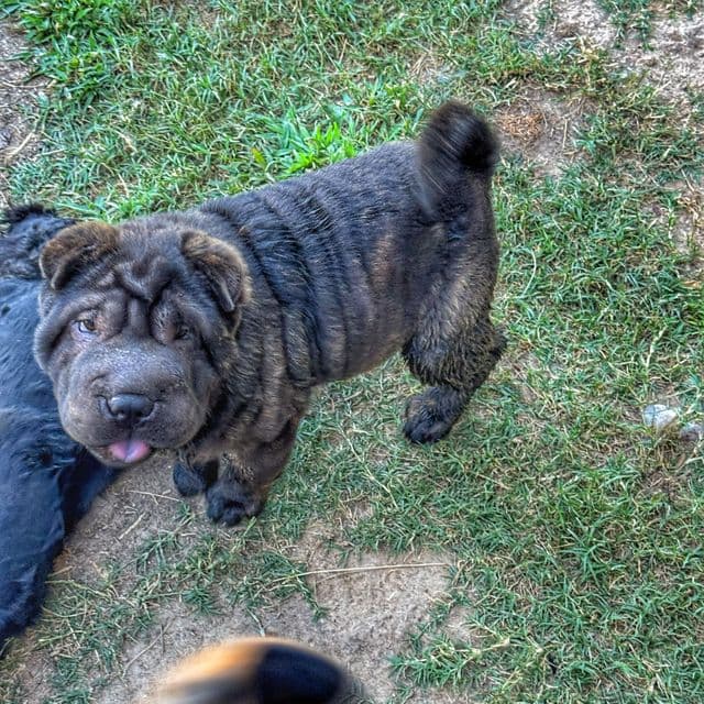 Halley - Chinese Shar-Pei Female
