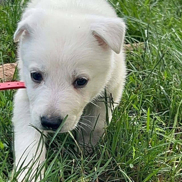Pinkie - German Shepherd Dog Female