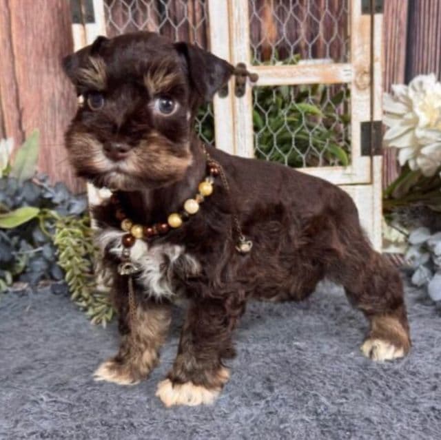 BETTY'S BROWN COLLAR - Miniature Schnauzer Male