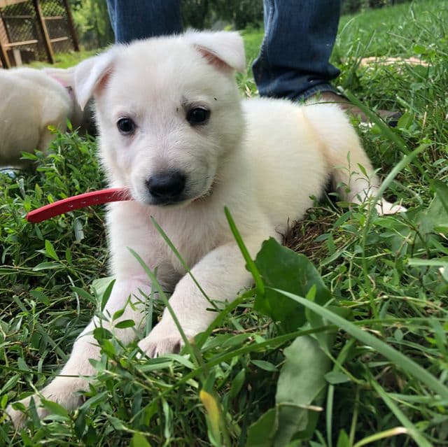 Zip  - German Shepherd Dog Male