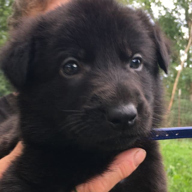 Freddy  - German Shepherd Dog Male