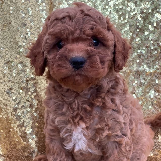 Chloe - Cavapoo Female