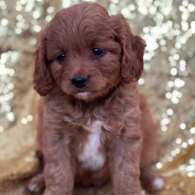 Coco - Cavapoo Female
